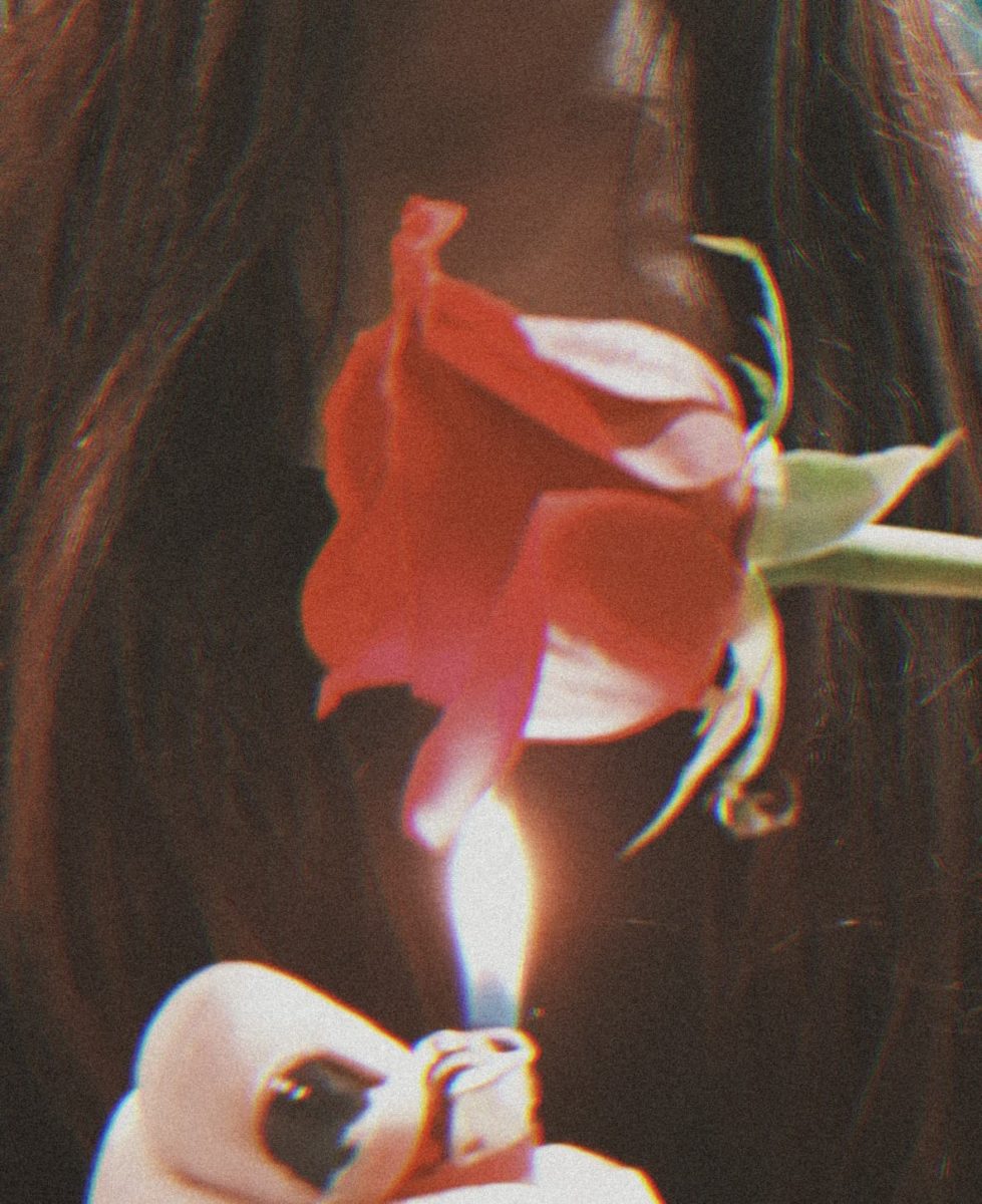 Burning rose, photo by Nicoleta