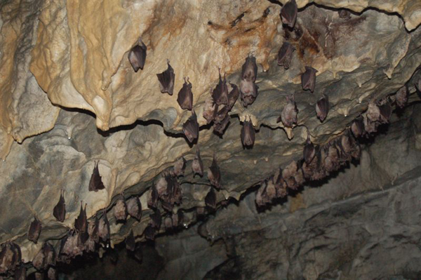 Zoologist Bat 